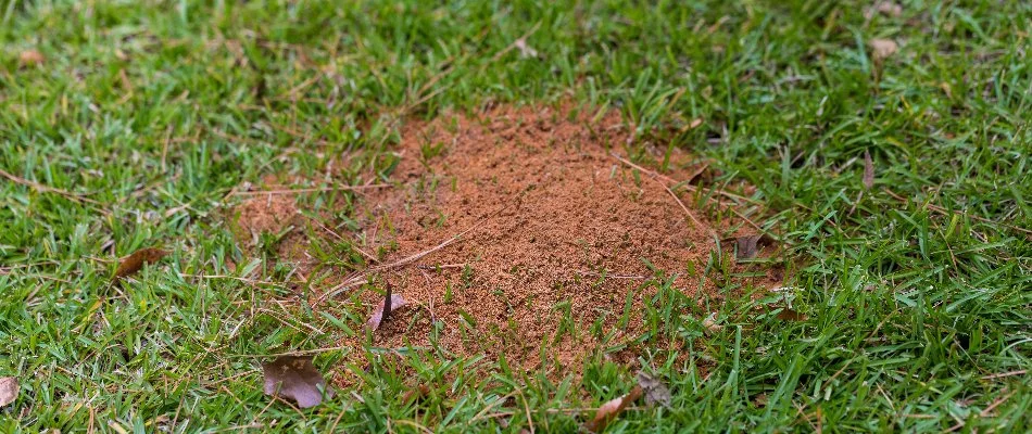 Professional service technician providing treatment